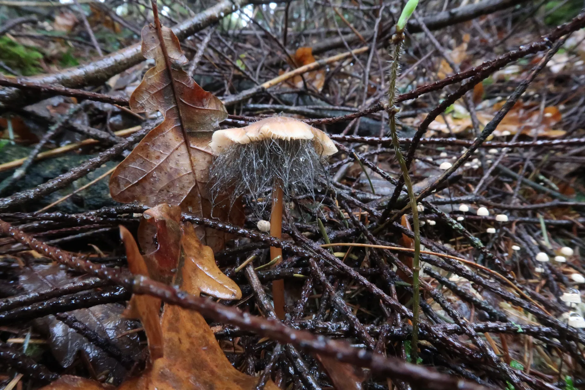 Spinellus fusiger - 1 - IMG_1900